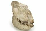Fossil Running Rhino (Hyracodon) Skull - South Dakota #263480-6